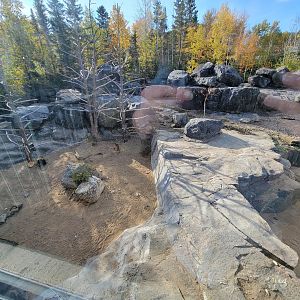 Zoo Sauvage 10/22 -  Geladas