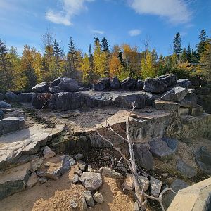 Zoo Sauvage 10/22 -  Geladas