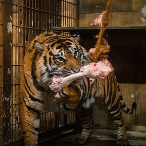 Tiger feeding