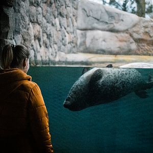 Harbor Seals