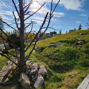 Zoo Sauvage 10/22 - Eastern Asia, red panda exhibit #1