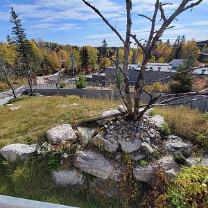 Zoo Sauvage 10/22 - Eastern Asia, red panda exhibit #1