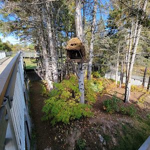 Zoo Sauvage 10/22 - Eastern Asia, red panda exhibit #2