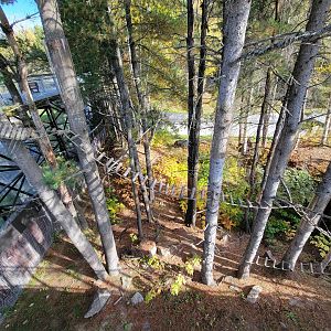 Zoo Sauvage 10/22 - Eastern Asia, red panda exhibit #2