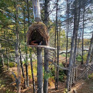 Zoo Sauvage 10/22 - Eastern Asia, red panda exhibit #2