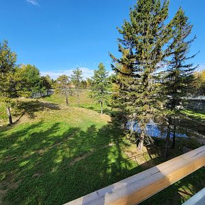 Zoo Sauvage 10/22 - Rocky Mountains, brown bear and bobcat