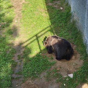 Zoo Sauvage 10/22 - Rocky Mountains, brown bear