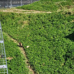 Zoo Sauvage 10/22 - Rocky Mountains, bobcat