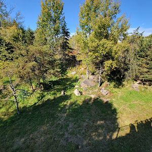 Zoo Sauvage 10/22 - Rocky Mountains, mountain lions