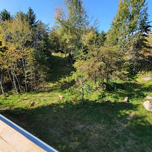 Zoo Sauvage 10/22 - Rocky Mountains, mountain lions