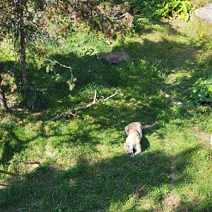 Zoo Sauvage 10/22 - Rocky Mountains, mountain lions eating