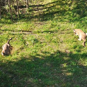 Zoo Sauvage 10/22 - Rocky Mountains, mountain lions eating