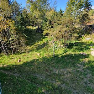 Zoo Sauvage 10/22 - Rocky Mountains, mountain lions eating