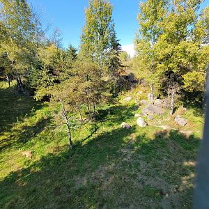 Zoo Sauvage 10/22 - Rocky Mountains, mountain lions eating