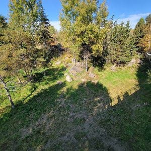 Zoo Sauvage 10/22 - Rocky Mountains, mountain lions eating