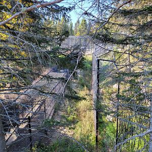 Zoo Sauvage 10/22 - Rocky Mountains, fencing and chutes for carnivores hidden behind trees