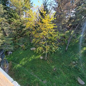 Zoo Sauvage 10/22 - Rocky Mountains, Canada lynx exhibit