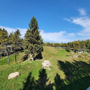 Zoo Sauvage 10/22 - Rocky Mountains, brown bear and bobcat exhibit