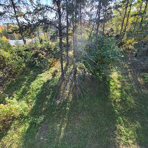 Zoo Sauvage 10/22 - Rocky Mountains, coyote exhibit