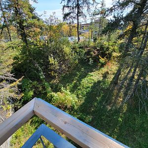 Zoo Sauvage 10/22 - Rocky Mountains, coyote exhibit