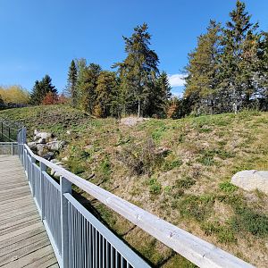 Zoo Sauvage 10/22 - Rocky Mountains, coyote exhibit
