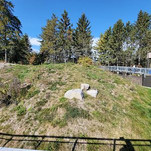 Zoo Sauvage 10/22 - Rocky Mountains, coyote exhibit