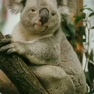 Koala（Phascolarctos cinereus）