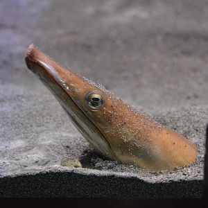 Long-billed snake eel (Ophisurus macrorhynchos)