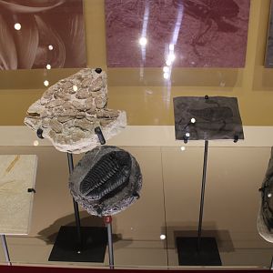 Assorted Arthropod Fossils