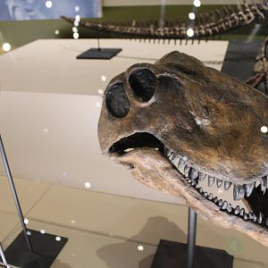 Dimetrodon Skull (D. grandis)