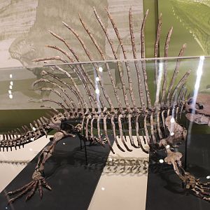Edaphosaurus Skeleton (E. sp.)