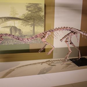 Coelophysis Skeleton (C. bauri)
