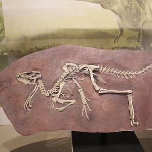 Heterodontosaurus Cast (H. tucki)