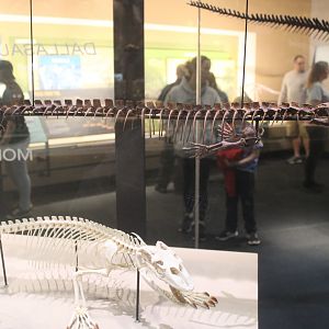 Mosasaur Evolution (Dallasaurus turneri) (Varanus sp.)