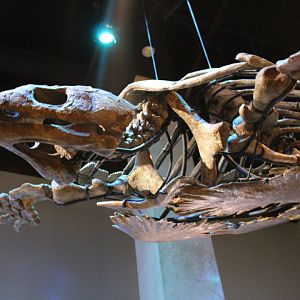 Protostega Skeleton (P. gigas)