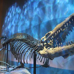 Tylosaurus Skeleton (T. prorigor)