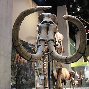 Columbian Mammoth Skeleton (Mammuthus columbi)