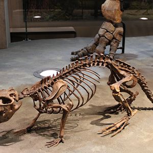 Castoroides Skeleton (C. ohioensis)