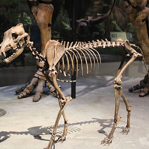 Dire Wolf Skeleton (Aenocyon dirus)
