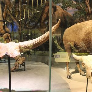 Giant Bison Horns vs. American Bison Skull (B. Latifrons) (B. bison)