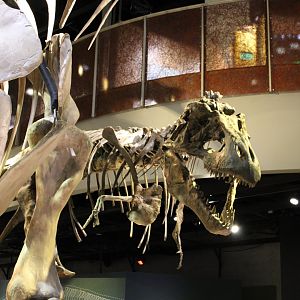 The Deadliest Predator to Walk the Earth (Tyrannosaurus rex)