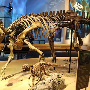 Tenotosaurus & Hypsilophodont Skeleton (T. sp)