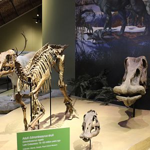 Edmontosaurus Skeleton & Skull (E. regalis)