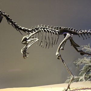 Alaskan Troodontid Skeleton