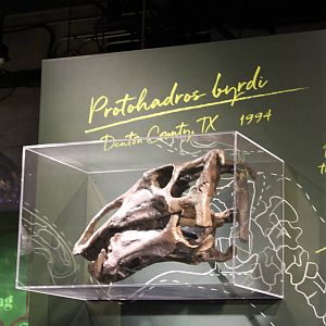 Protohadros Skull (P. byrdi)