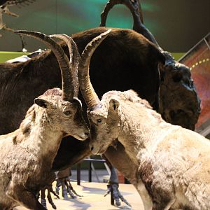 Battling Iberian Ibex (Capra pyrenaica)