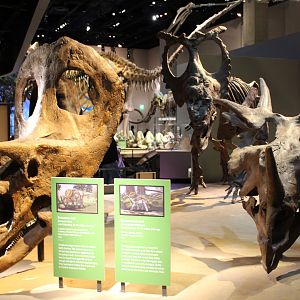 Torosaurus and Styracosaurus Skull (T. latus) (S. Albertensis)