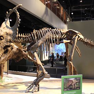 Pachyrhinosaurus Skeleton (P. perotum)