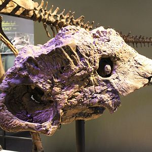 Pachyrhinosaurus Skull Fragment (P. perotum)