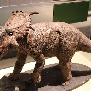 Pachyrhinosaurus Figure